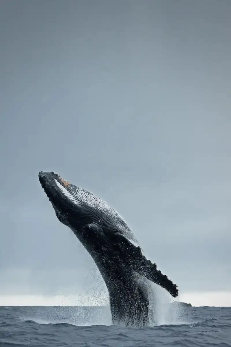 40 Ton Wall Art