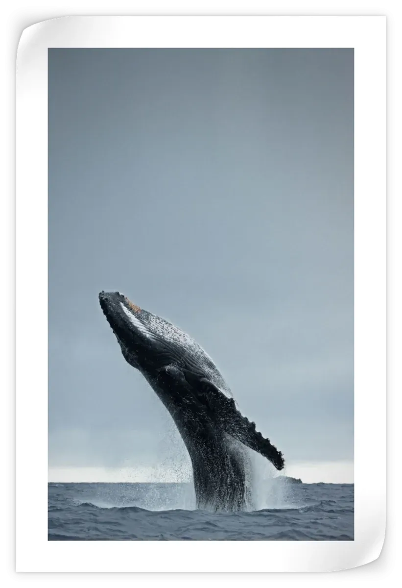 40 Ton Wall Art