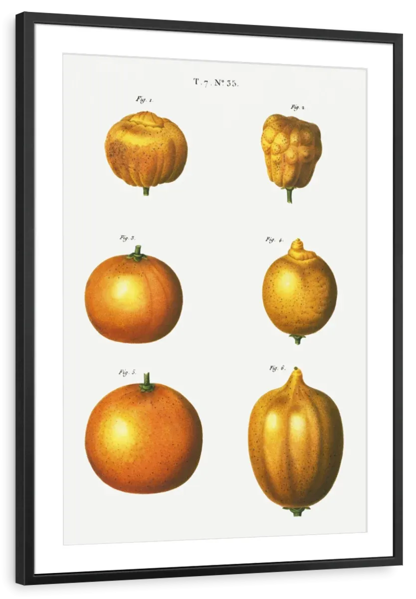6 Types Of Oranges Wall Art