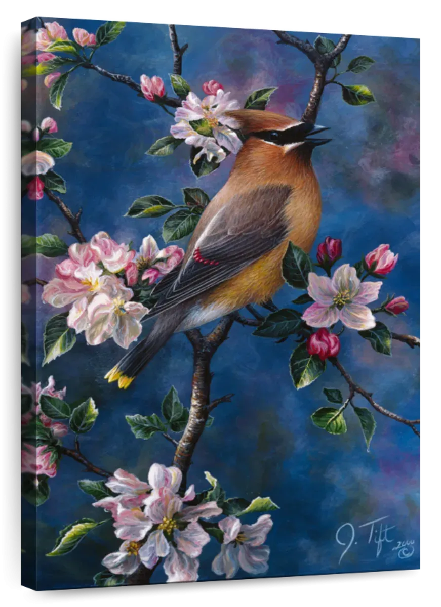 A Cedar Waxwing Wall Art