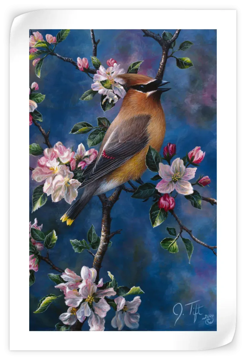 A Cedar Waxwing Wall Art