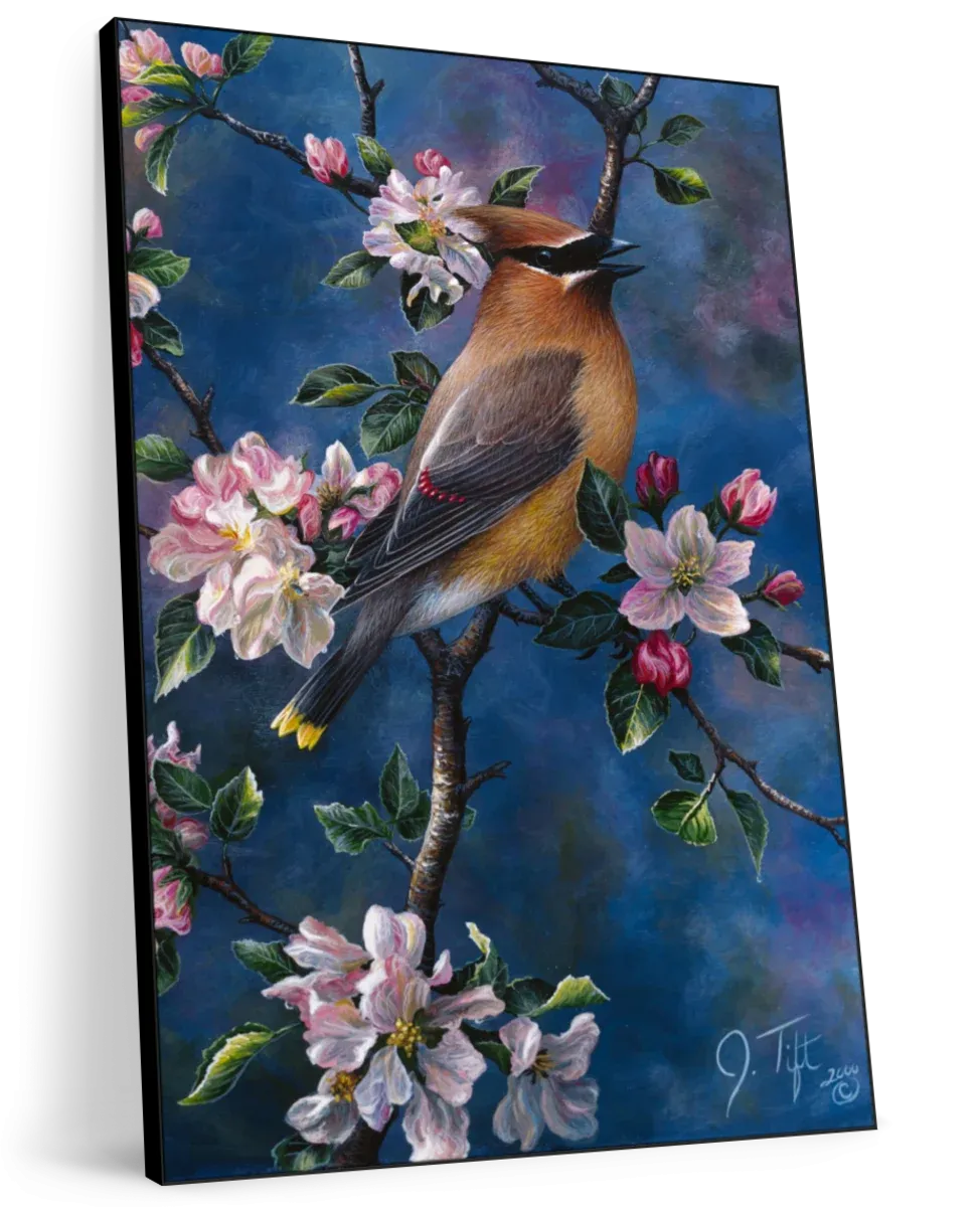 A Cedar Waxwing Wall Art