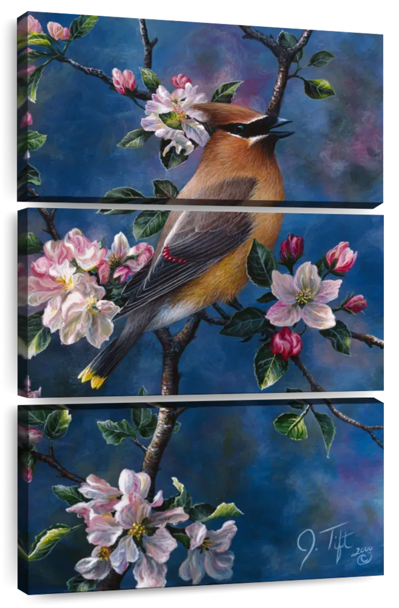 A Cedar Waxwing Wall Art