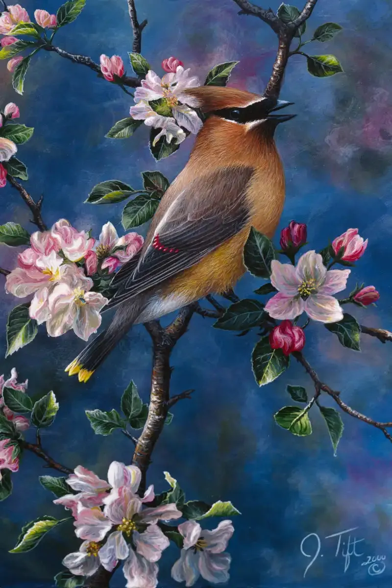 A Cedar Waxwing Wall Art