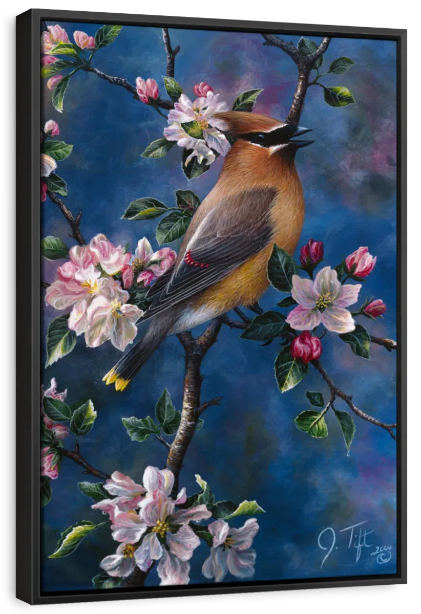 A Cedar Waxwing Wall Art
